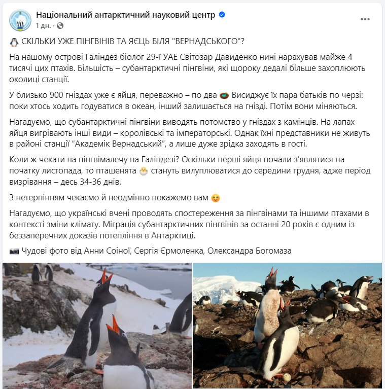 Українські полярники підрахували пінгвінів біля станції "Академік Вернадський" (фото)