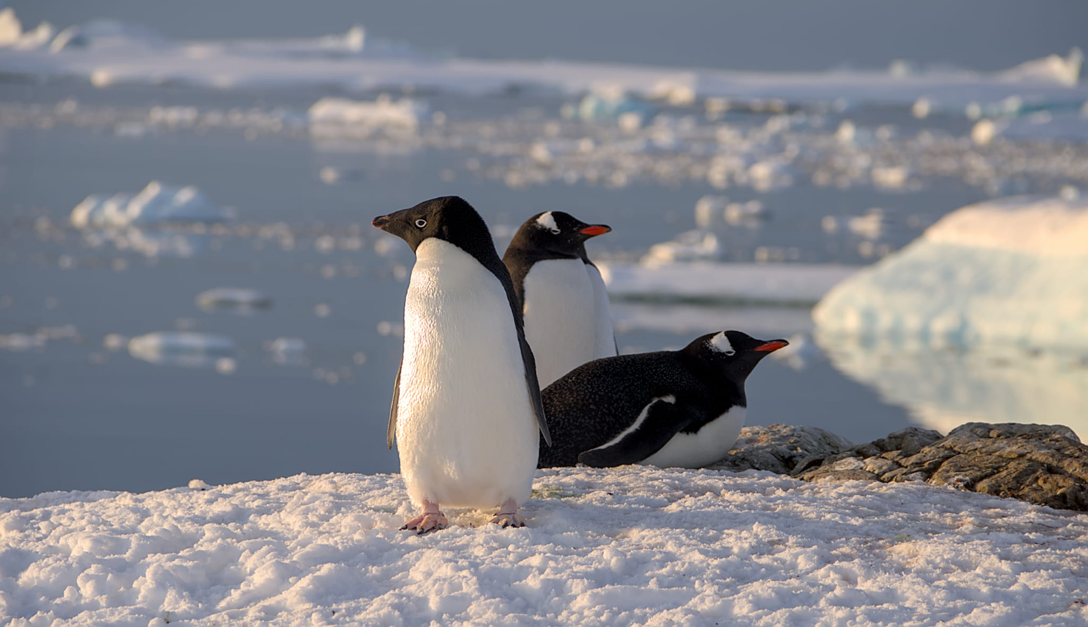 Українські полярники підрахували пінгвінів біля станції "Академік Вернадський" (фото)
