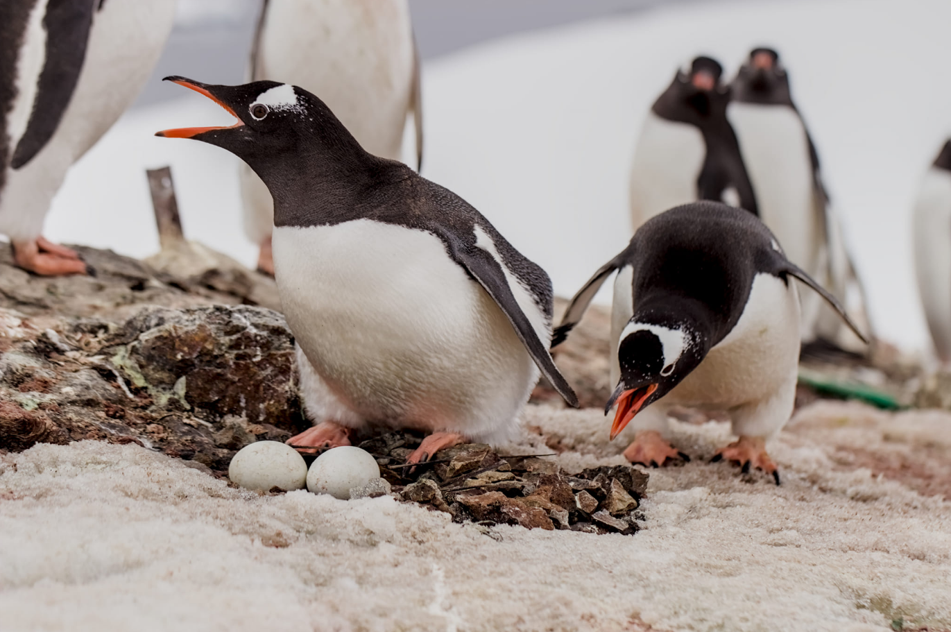 Українські полярники підрахували пінгвінів біля станції "Академік Вернадський" (фото)