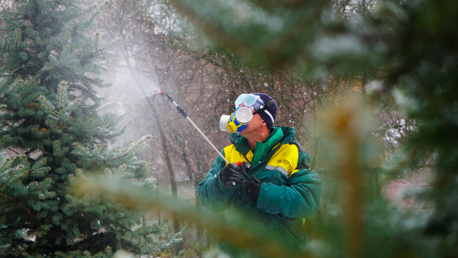 "Сморід" і "бруд". Як хвойні дерева Києва рятують від вирубки вандалами напередодні свят