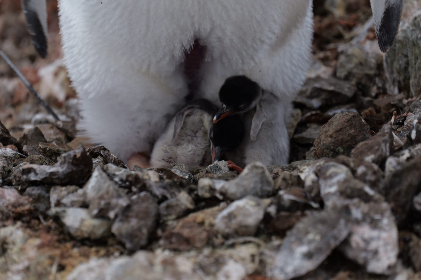 Біля станції "Академік Вернадський" з'явились перші малюки пінгвінів: неймовірні кадри