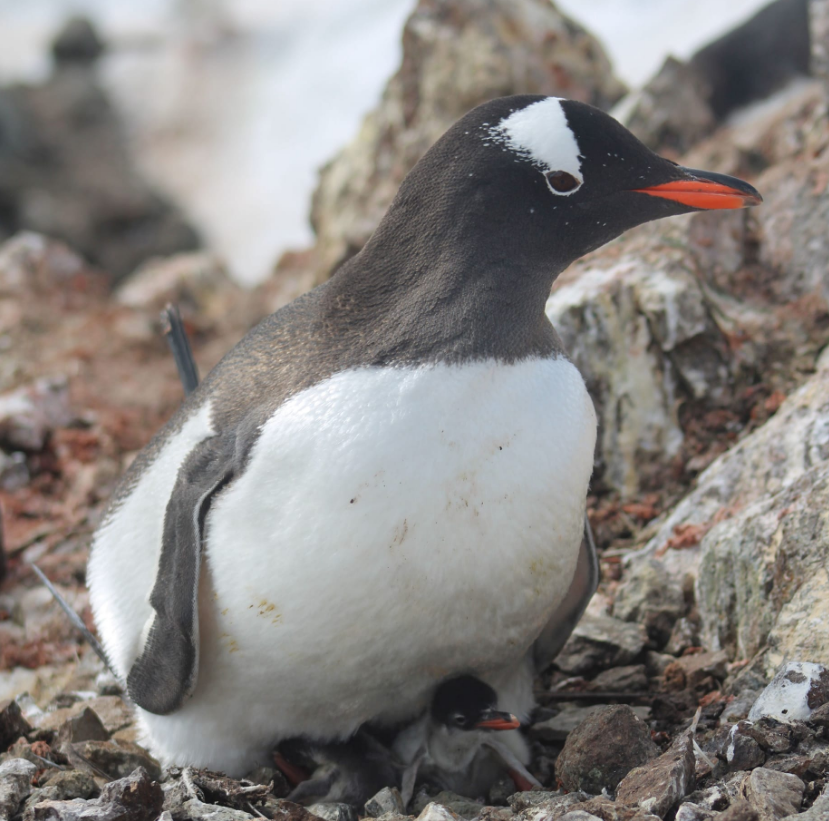 Біля станції "Академік Вернадський" з'явились перші малюки пінгвінів: неймовірні кадри
