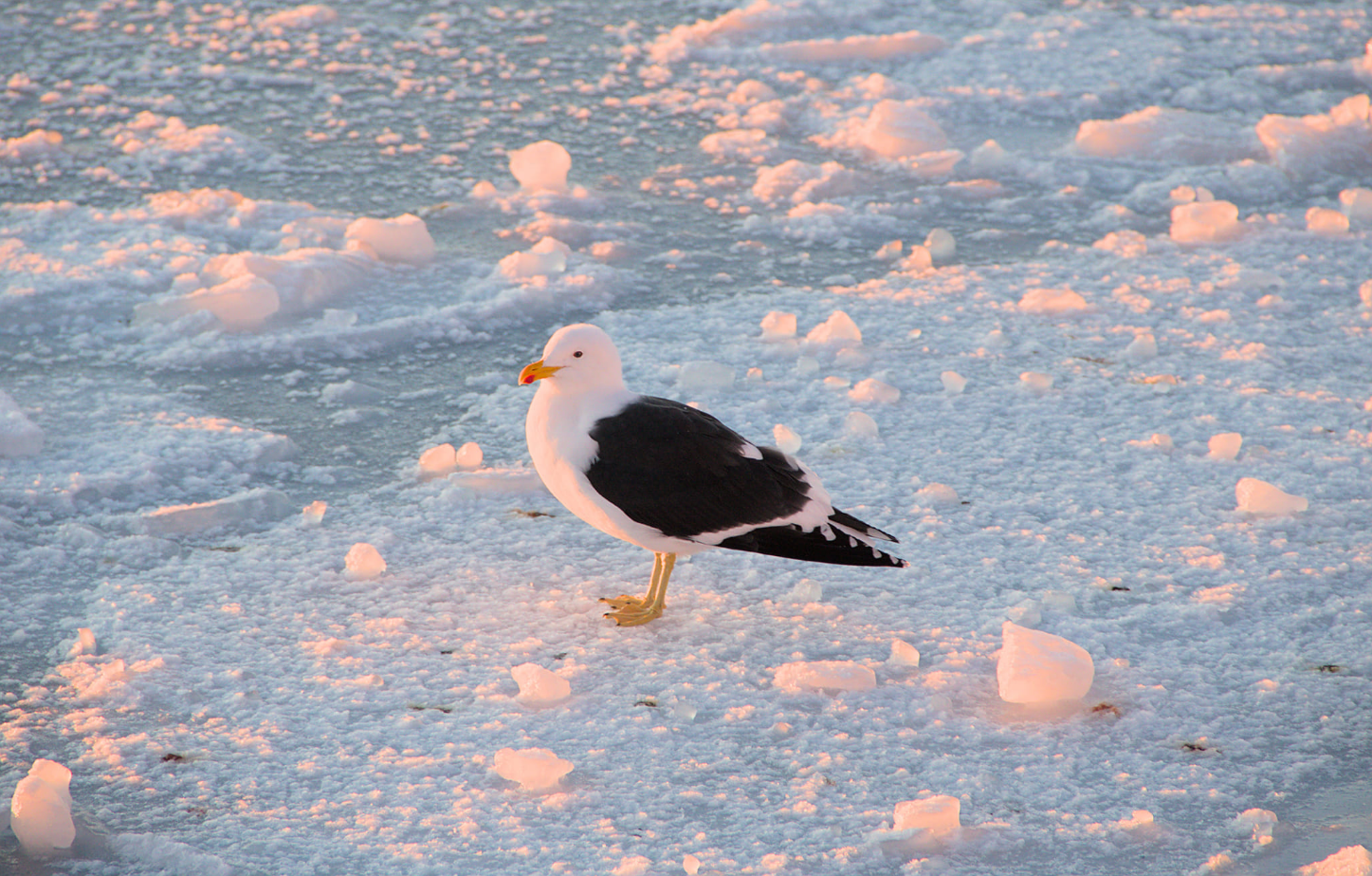 Найхолодніша за 6 років. Як минула полярна зима біля "Академіка Вернадського" (фото)