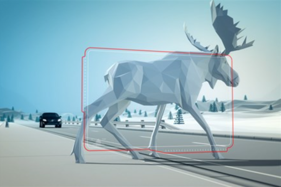 Тварина на дорозі: що робити водієві авто