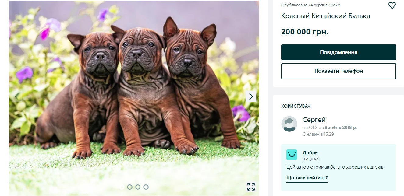 Украинцам предлагают собак за более чем 150 тысяч. Какие породы самые популярные и почему