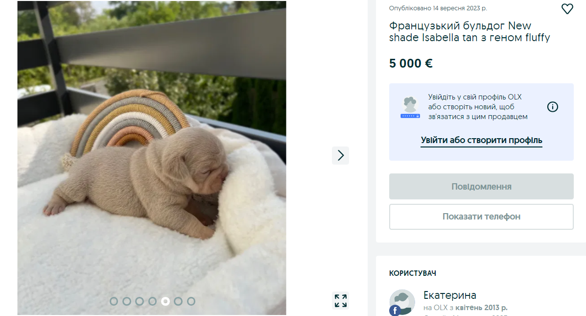 Украинцам предлагают собак за более чем 150 тысяч. Какие породы самые популярные и почему