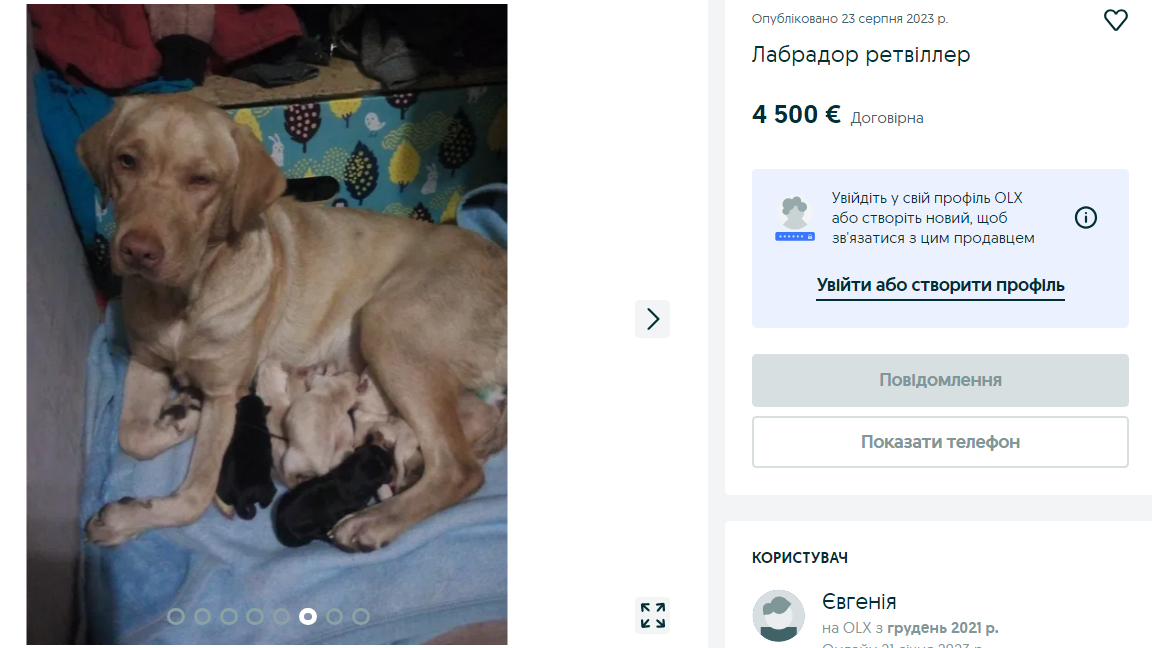 Украинцам предлагают собак за более чем 150 тысяч. Какие породы самые популярные и почему