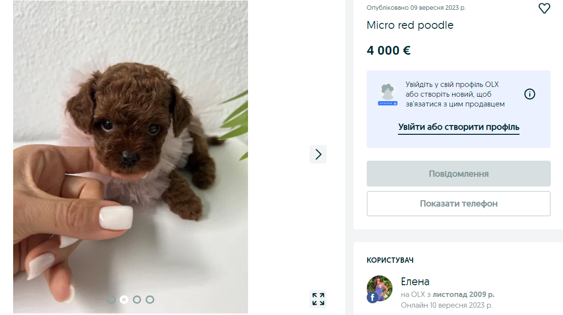 Украинцам предлагают собак за более чем 150 тысяч. Какие породы самые популярные и почему