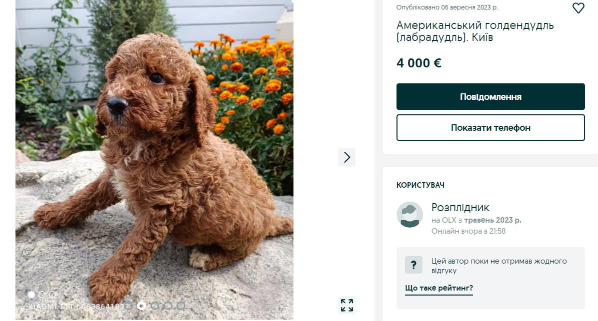 Украинцам предлагают собак за более чем 150 тысяч. Какие породы самые популярные и почему