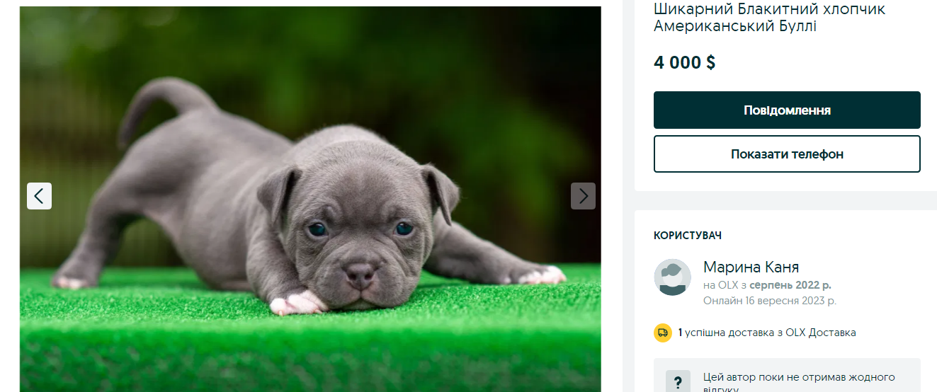 Украинцам предлагают собак за более чем 150 тысяч. Какие породы самые популярные и почему