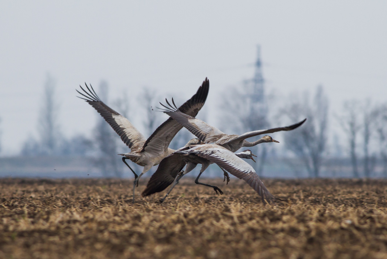 Летять навіть уночі. Де зимують птахи та коли повертаються в Україну