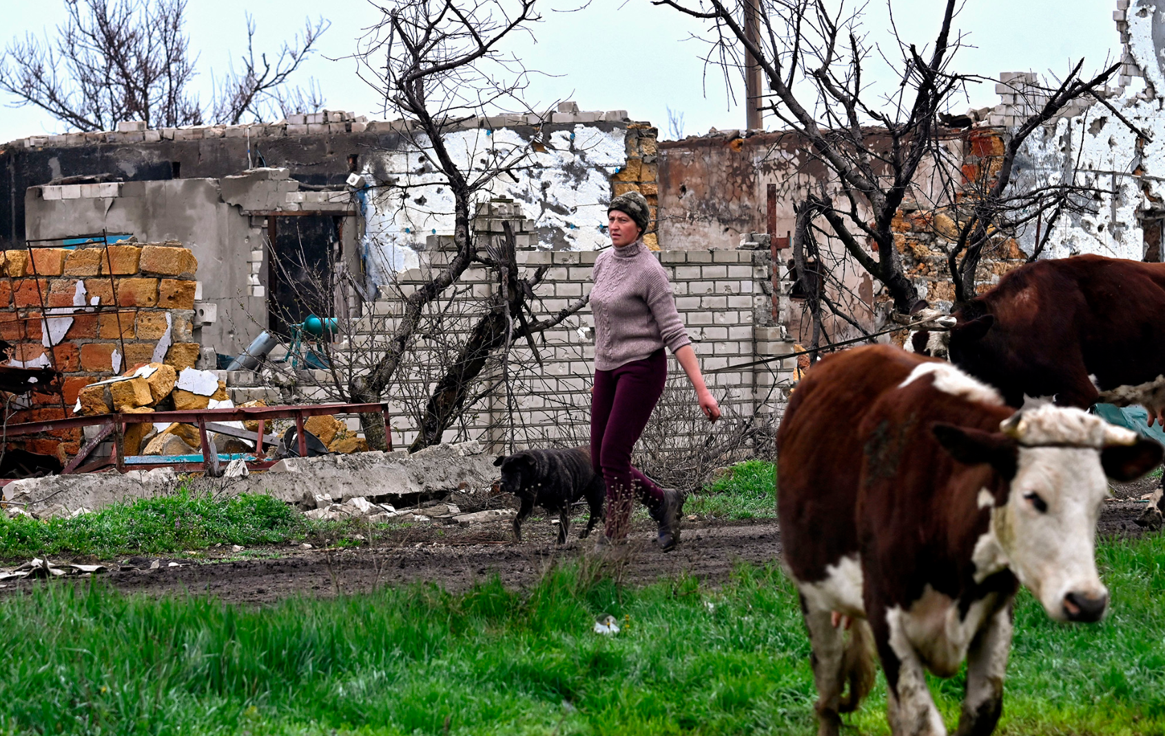 Без лікування призводить до смерті: чим небезпечний сказ і що робити після укусу тварини