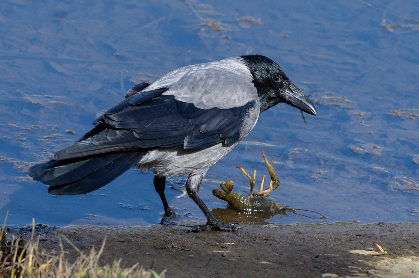 Пташиний терор у місті? Чому ворони нападають на людей і що з цим робити