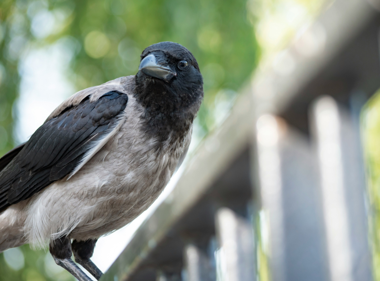 Пташиний терор у місті? Чому ворони нападають на людей і що з цим робити