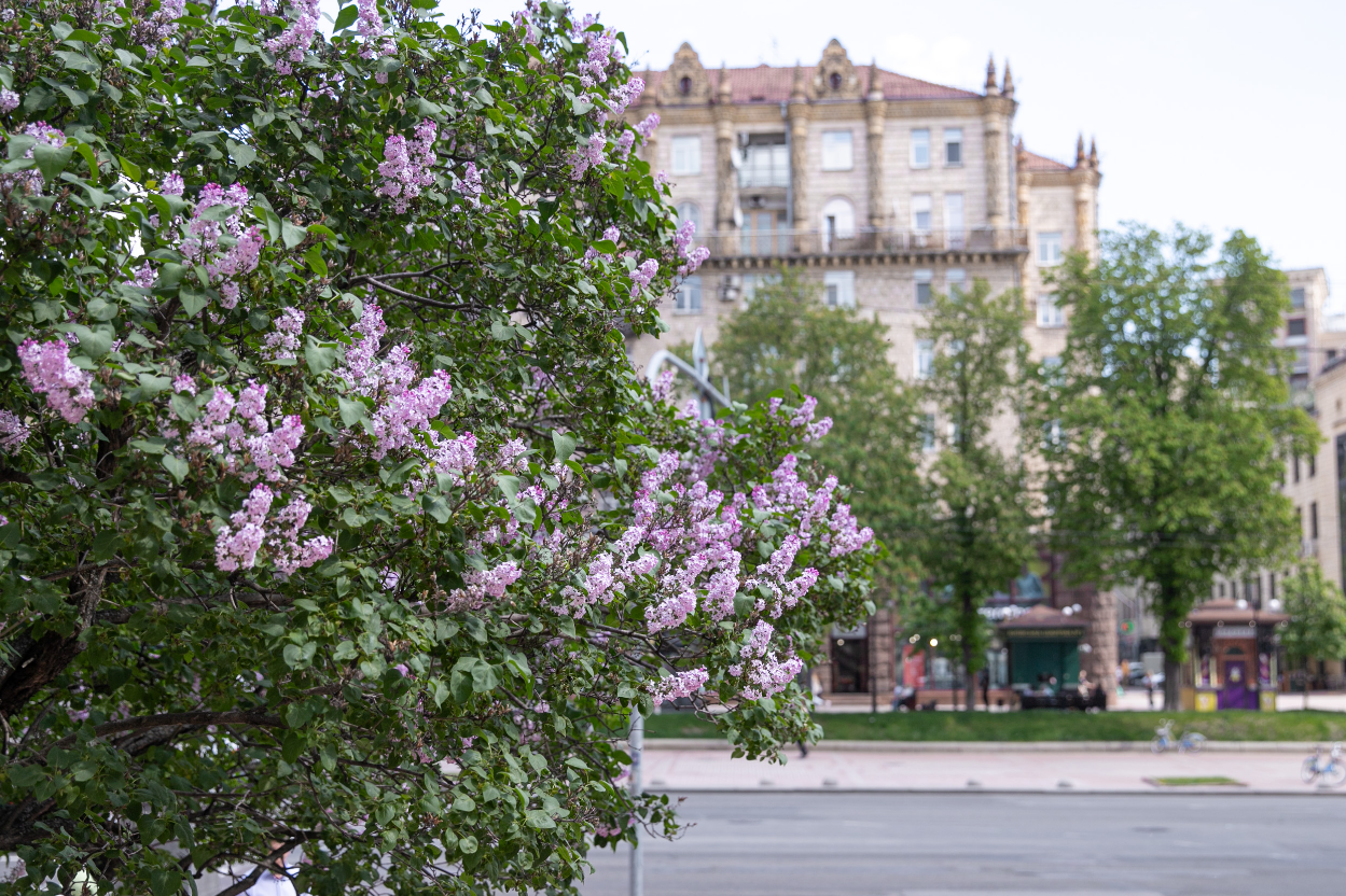 Де у Києві розцвів бузок: найкращі місця для прогулянок і фото