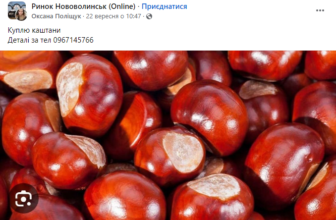 Порада на мільйон. Де можна здати каштани і хто за це платить найбільше