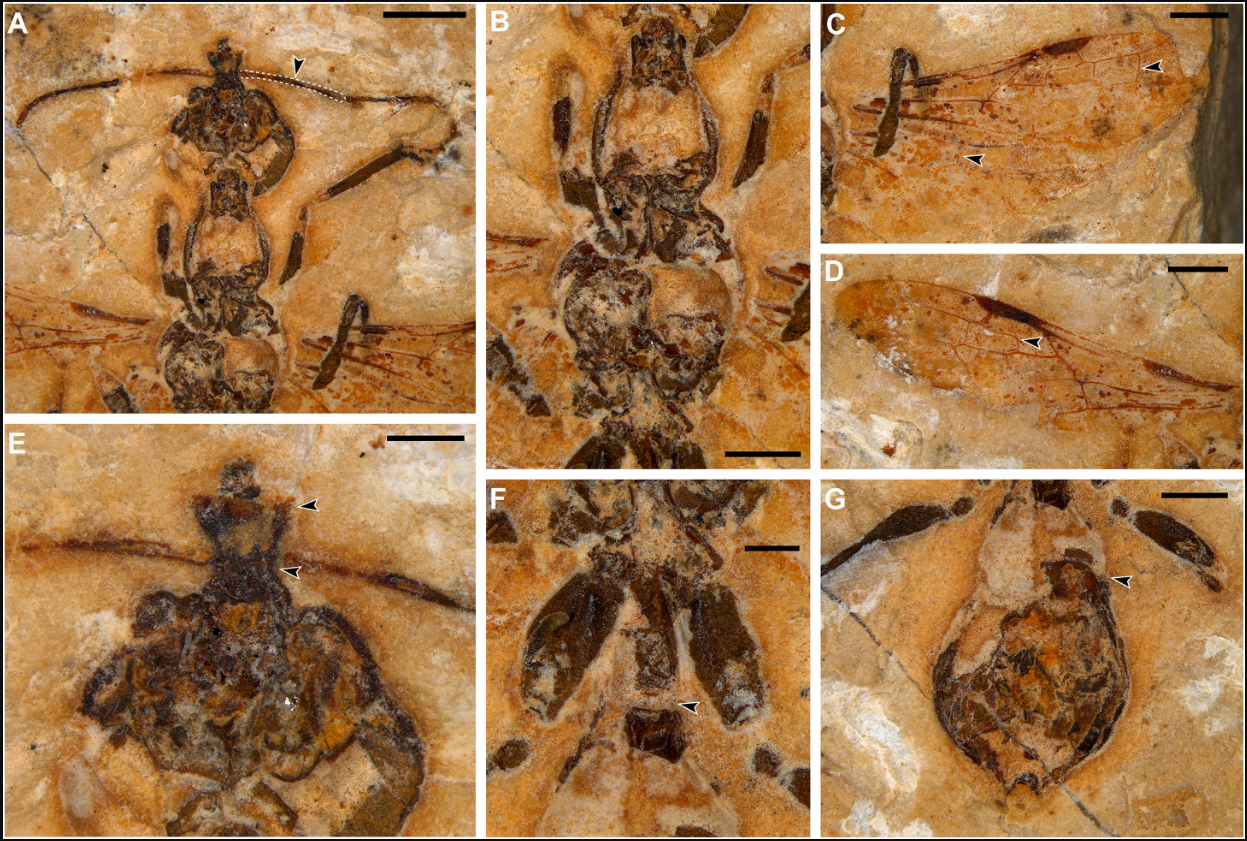 Челюсти-косы и крылья: в Бразилии нашли уникального муравья из эпохи динозавров
