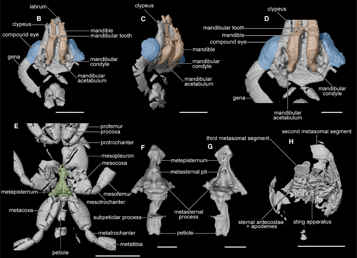 Челюсти-косы и крылья: в Бразилии нашли уникального муравья из эпохи динозавров