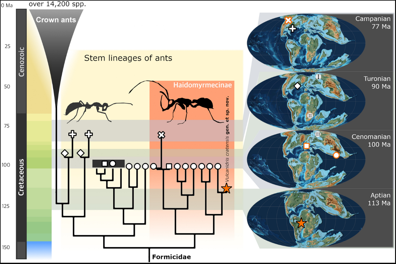 Челюсти-косы и крылья: в Бразилии нашли уникального муравья из эпохи динозавров