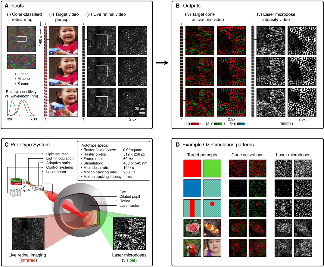 Що таке "оло"? Вчені заявили про новий колір, якого світ ще не бачив