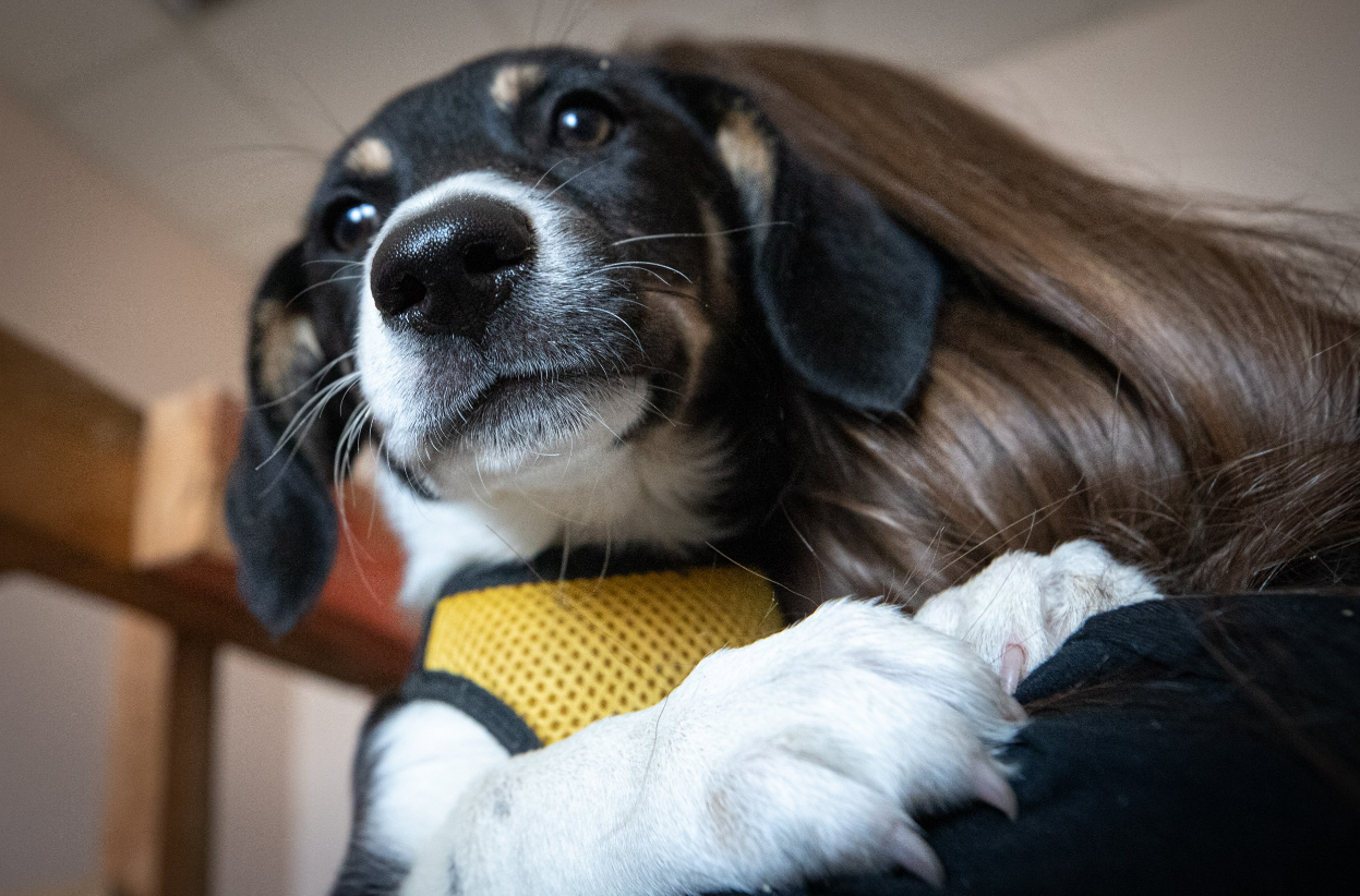 Для собак - обов'язково: ЦНАПи Києва запускають важливий сервіс для власників тварин