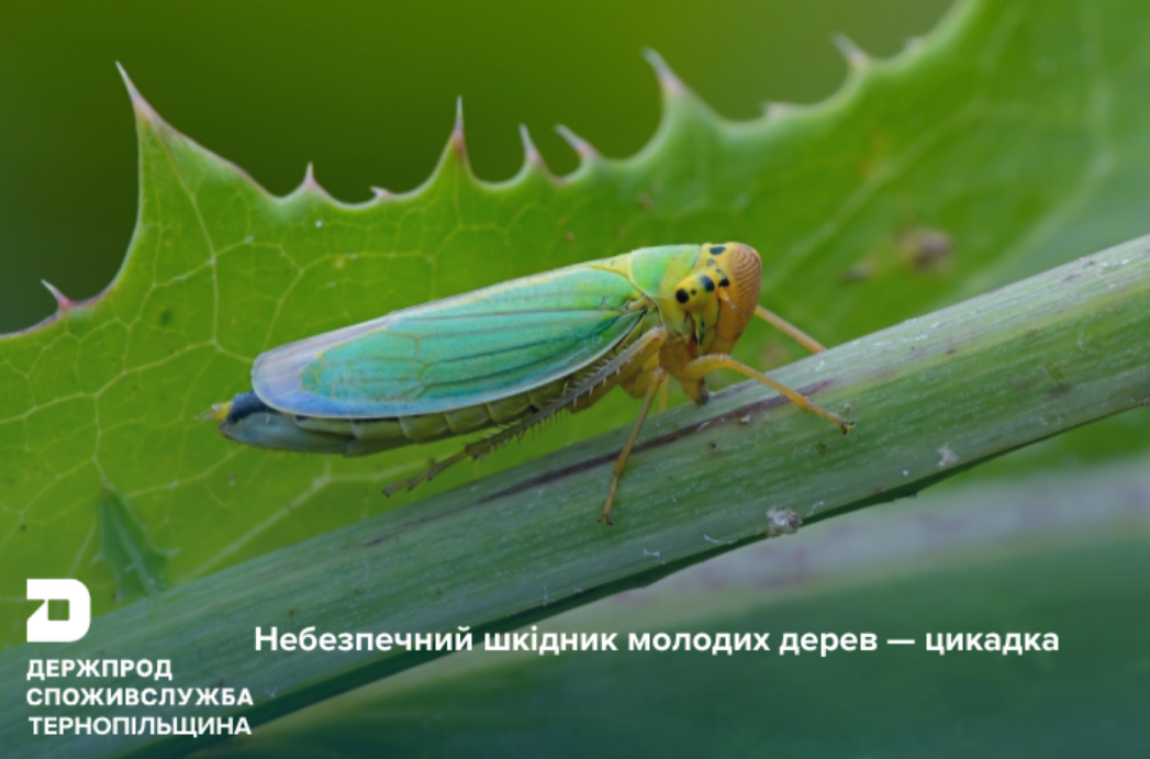 Мотыльки-"вампиры"? Какие насекомые уничтожают сад за несколько лет и как от них защититься