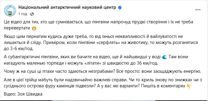 Незграби чи "торпеди"? Українські полярники показали справжні пінгвінячі перегони
