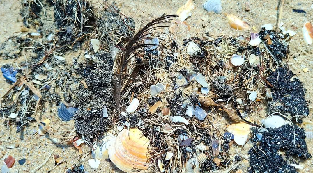 Екоцид? У нацпарку в Одеській області знайшли мазут, загиблих риб і дельфіна