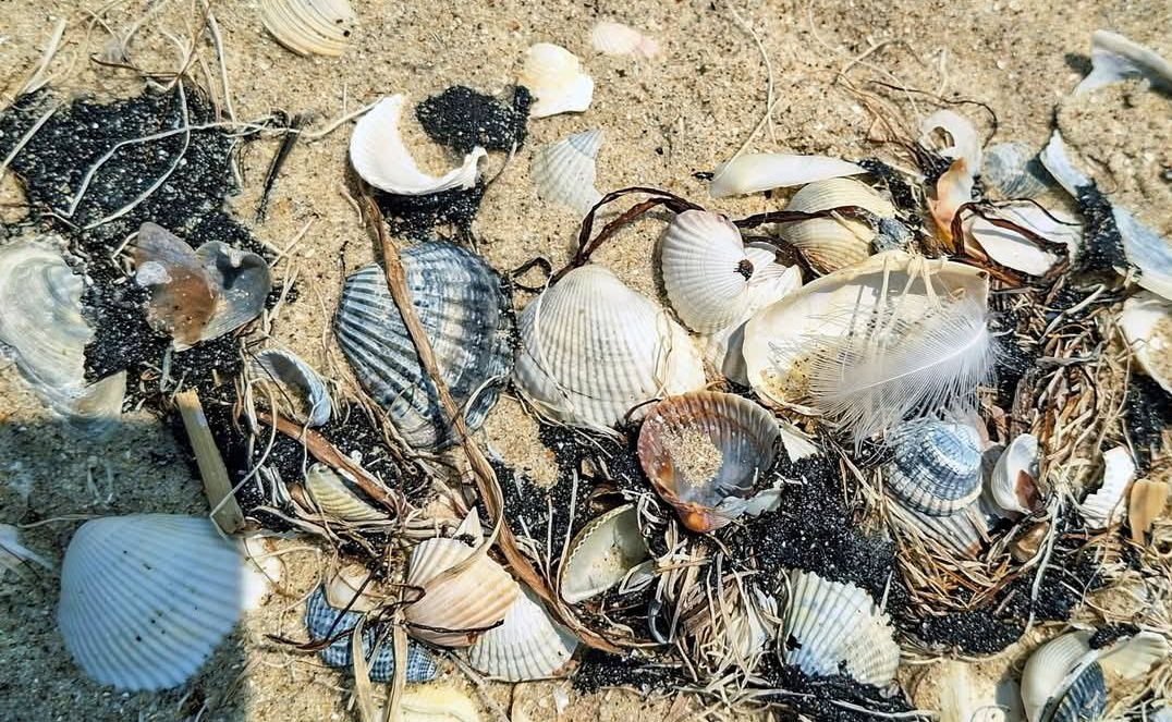 Екоцид? У нацпарку в Одеській області знайшли мазут, загиблих риб і дельфіна