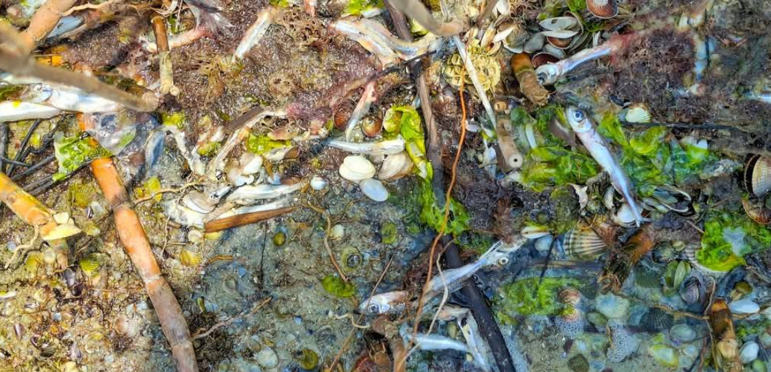 Екоцид? У нацпарку в Одеській області знайшли мазут, загиблих риб і дельфіна