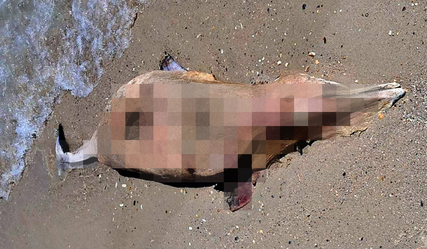 Екоцид? У нацпарку в Одеській області знайшли мазут, загиблих риб і дельфіна