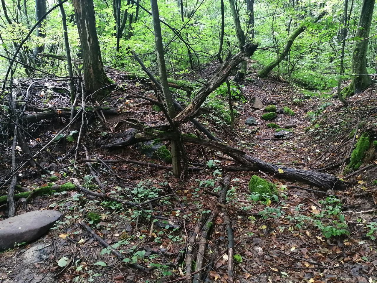 7 правил збирання грибів, які вбережуть життя під час "тихого полювання"