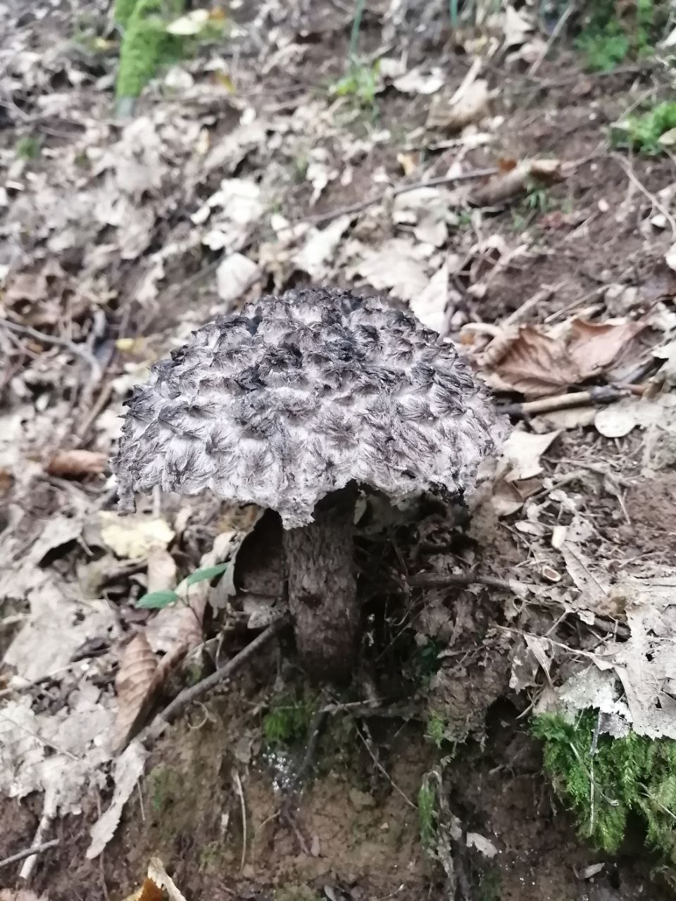 7 правил збирання грибів, які вбережуть життя під час "тихого полювання"