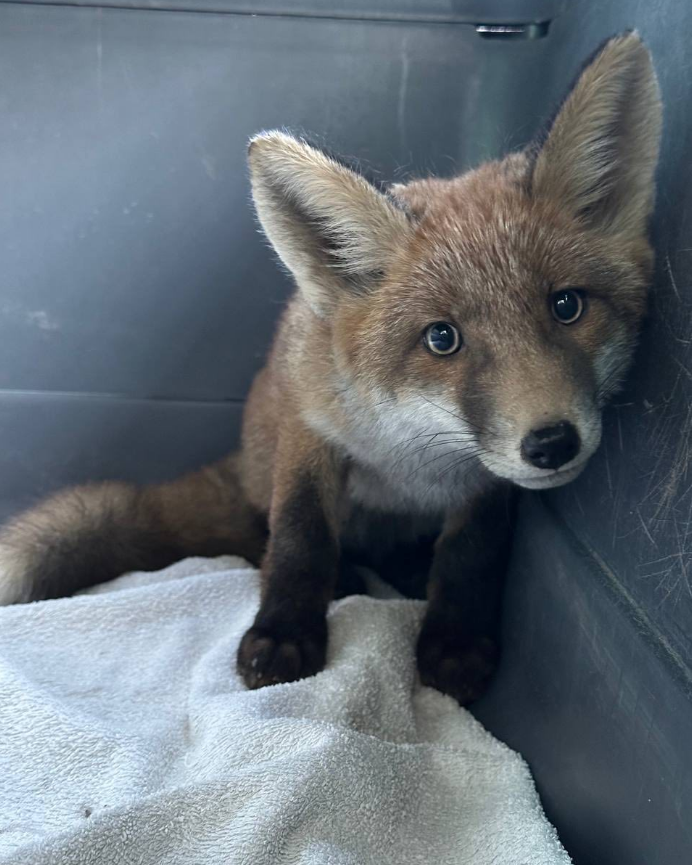 У Львові просто в магазині знайшли лисеня: що сталося з малюком (фото)