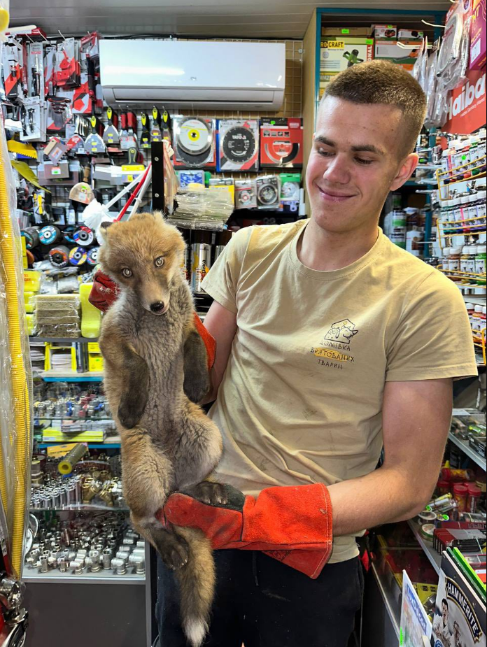 У Львові просто в магазині знайшли лисеня: що сталося з малюком (фото)