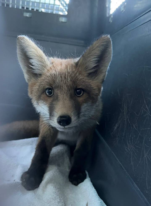 У Львові просто в магазині знайшли лисеня: що сталося з малюком (фото)