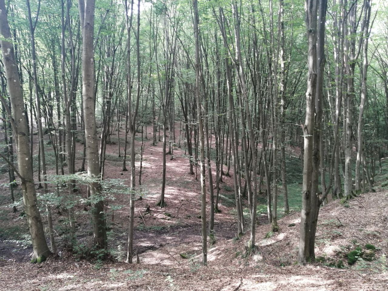 7 правил сбора грибов, которые уберегут жизнь во время "тихой охоты"