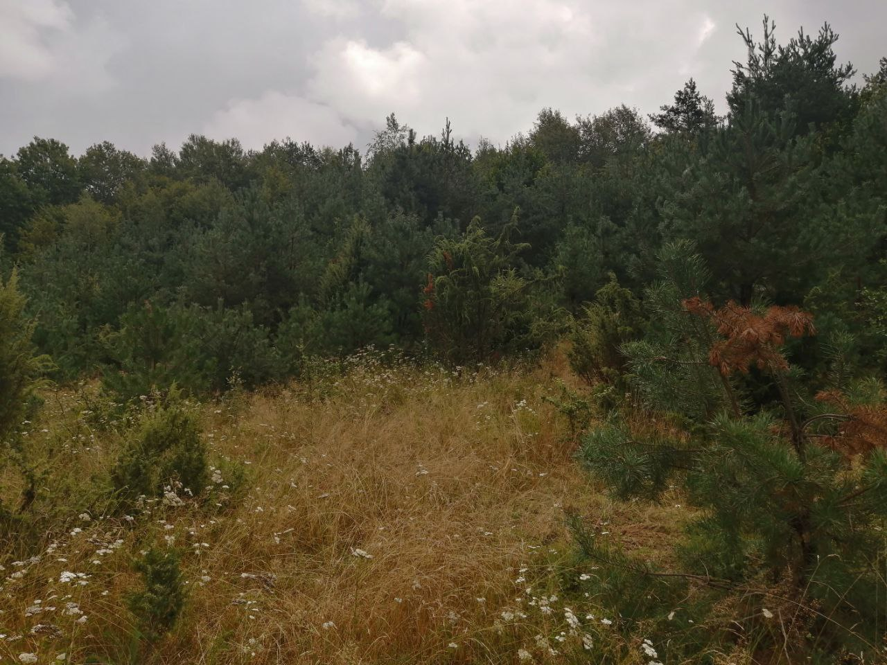 7 правил збирання грибів, які вбережуть життя під час "тихого полювання"