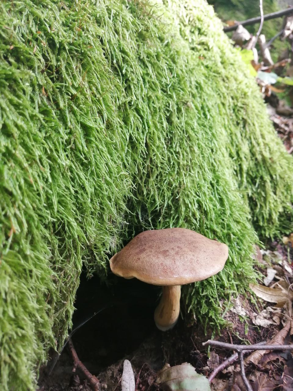 7 правил збирання грибів, які вбережуть життя під час "тихого полювання"