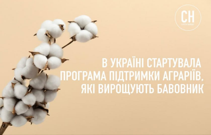 Аграриям платят за хлопок? Кто получит 10 тысяч за гектар и как подать заявку