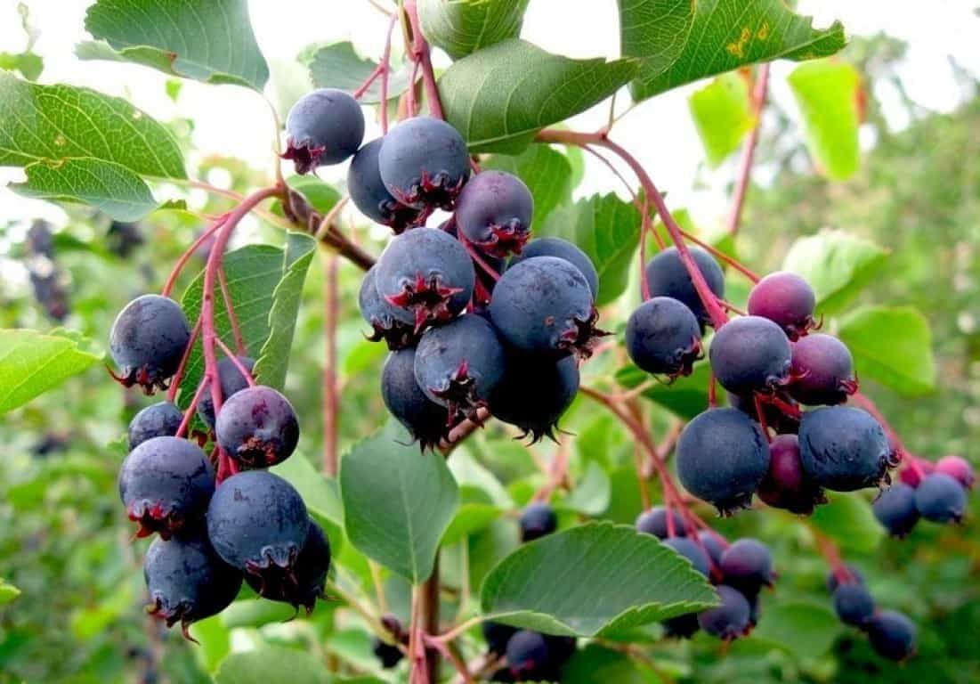 Не горобина і чорниця. Названо цілющу "королеву ягід"