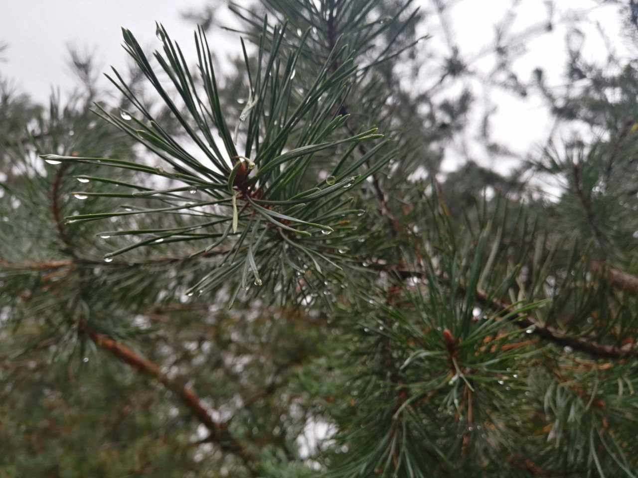 7 правил збирання грибів, які вбережуть життя під час "тихого полювання"