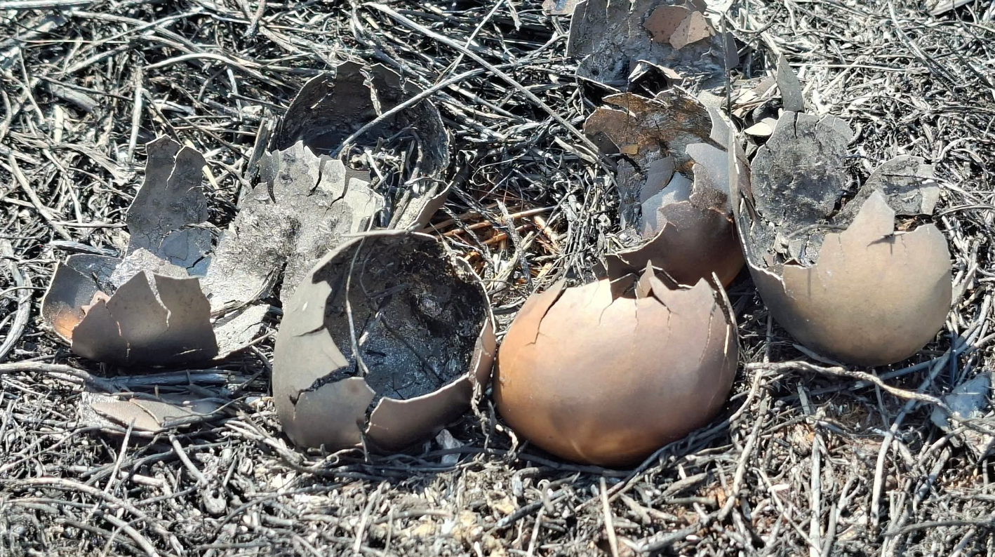 Вогонь знищив заповідну зону: в Одеській області вигоріла частина нацпарку (фото)