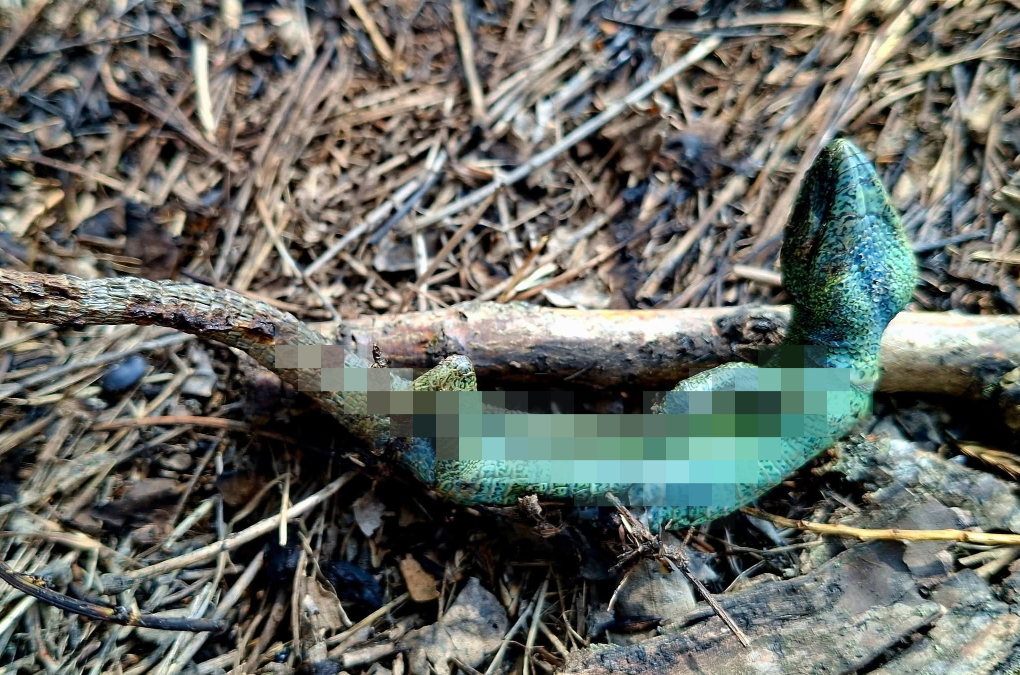 Вогонь знищив заповідну зону: в Одеській області вигоріла частина нацпарку (фото)