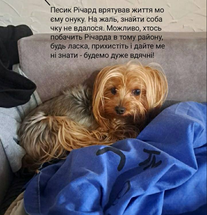 "Врятувала собака": у Києві хлопець вижив під час атаки РФ завдяки улюбленцю