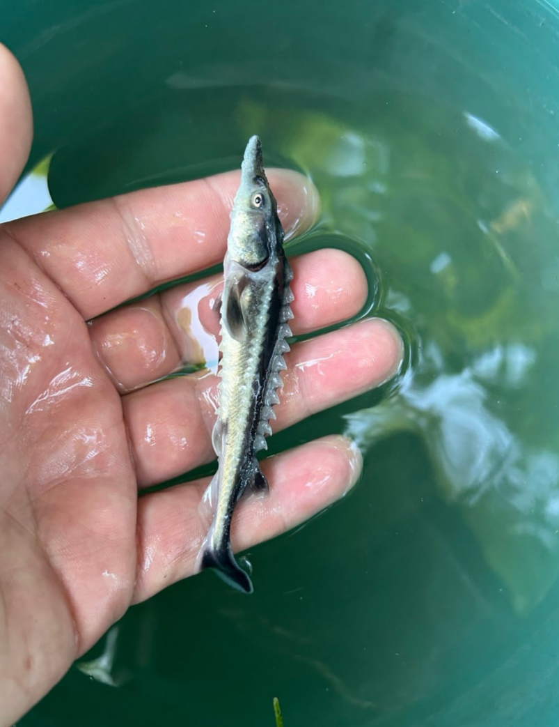 Креветки, мідії, рапани: хто не переживе війну у Чорному морі, – інтерв’ю з біологом НАН