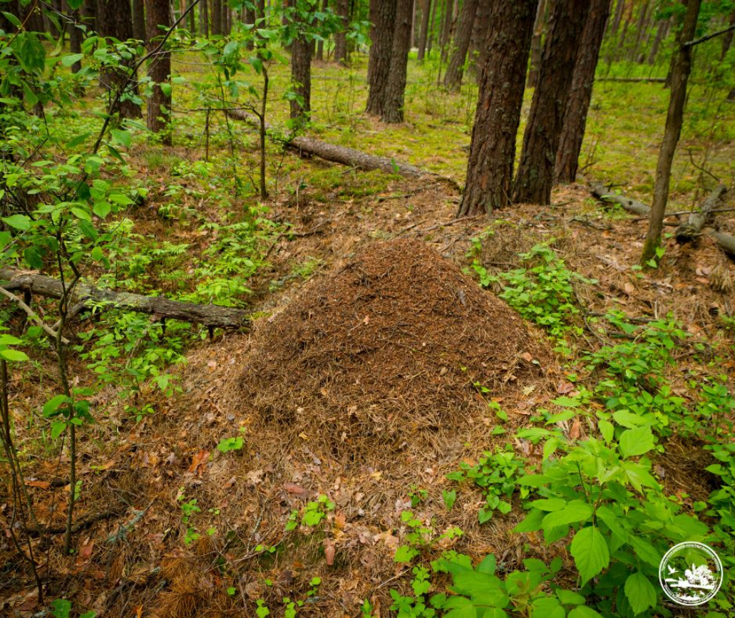 Окопи Другої світової стали домівкою для тварин: незвична знахідка в Чорнобилі (фото)