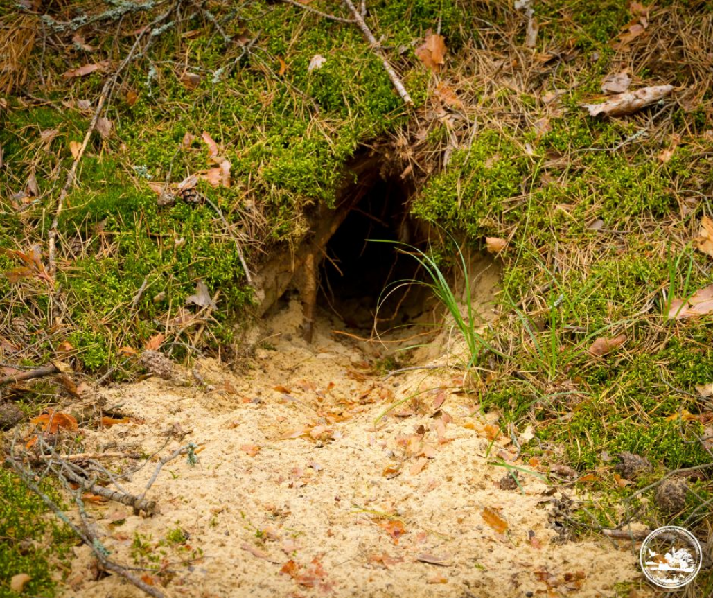 Окопи Другої світової стали домівкою для тварин: незвична знахідка в Чорнобилі (фото)