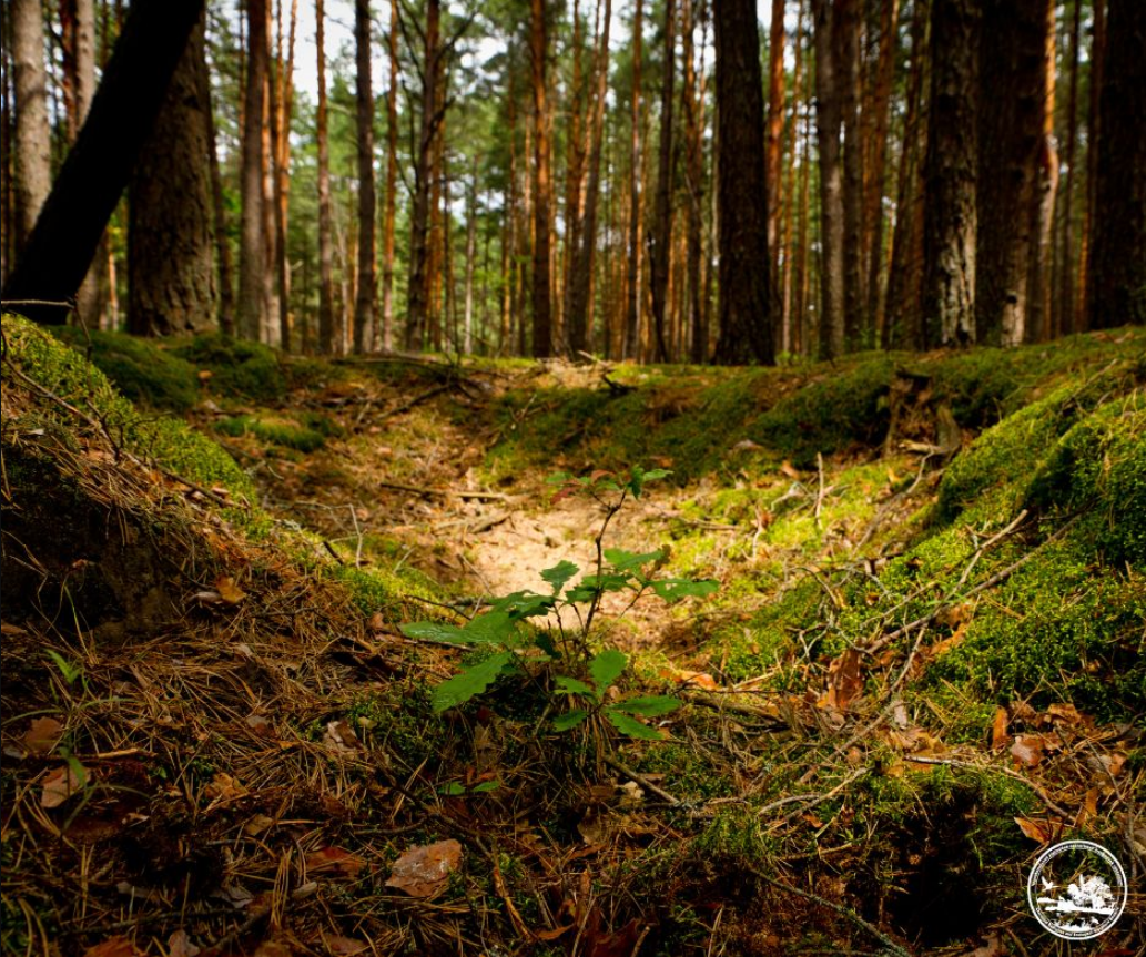Окопи Другої світової стали домівкою для тварин: незвична знахідка в Чорнобилі (фото)