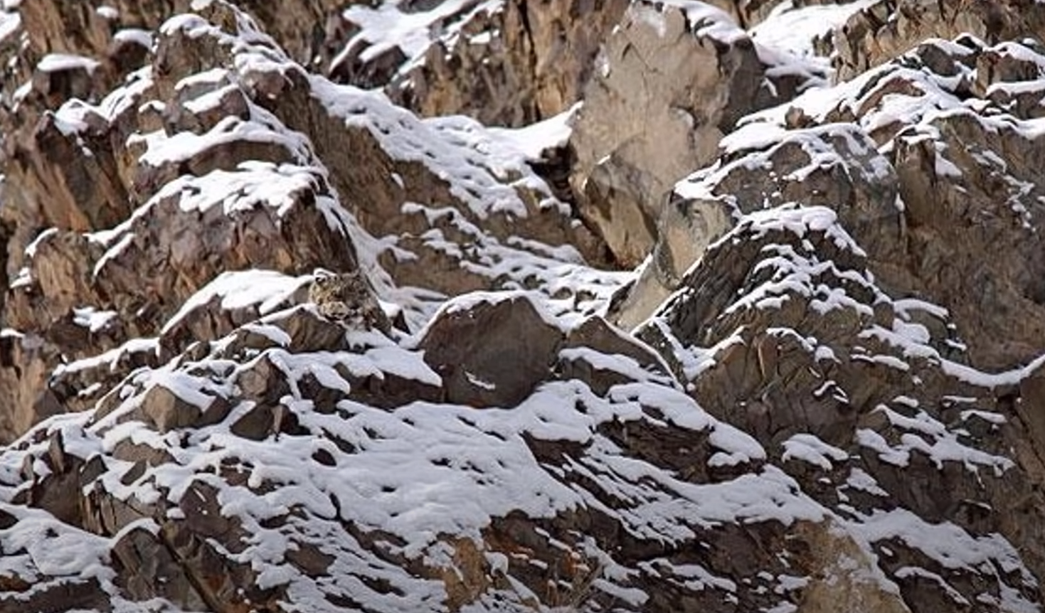 Тест на уважність. Знайдіть 10 тварин, які заховались на картинках